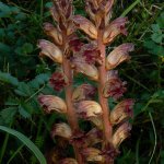 Nature - Wild Flowers by Colour