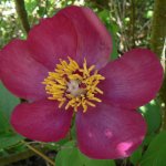 Wild peony, Paeonia mascula