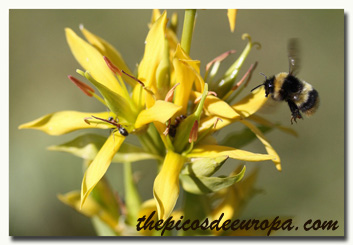 gentiana_lutea_bee