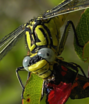 female-yellow-clubtail-gomphus-simillimus