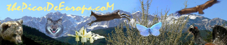 Some of the wildlife to be found in the Picos de Europa