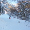 Skiing in the woods with Tilly - 