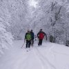 Skinning up a track in the woods - 