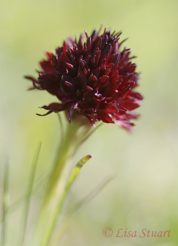 Black vanilla orchid, Nigritella gabasiana