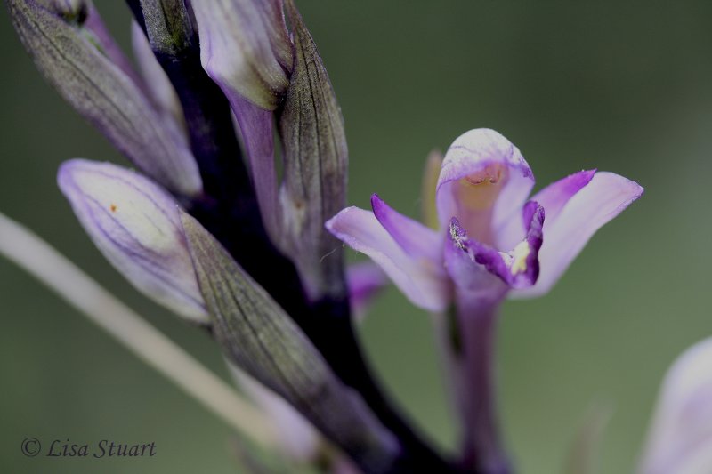 Violet limodore, Limodorum abortivum - 