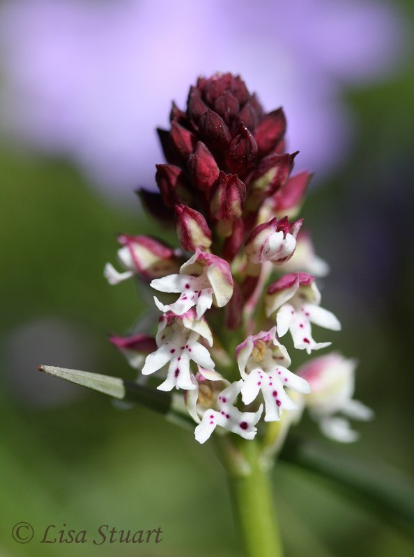 Orchis ustulata, Burnt-tip orchid. - 