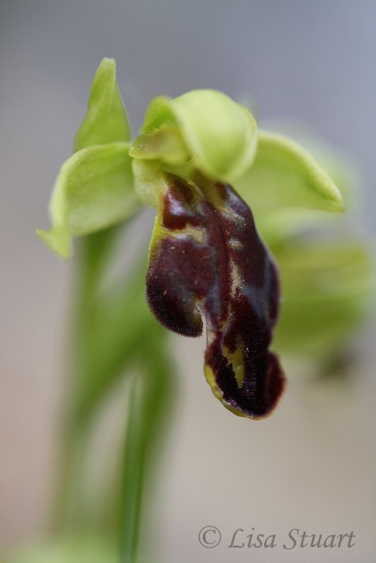 Ophrys fusca, Sombre bee orchid - 