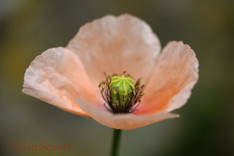 Long-headed poppy, Papaver dubium - 