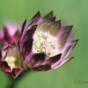 Masterwort, Astrantia major - 