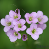 Radish-leaved bittercress, Cardamine raphanifolia - 