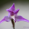 Red helleborine, Cephalanthera rubra - 