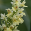 Barton's orchid, Dactylorhiza insularis - 