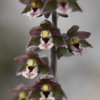 Dark red helleborine, Epipactis atrorubens - 
