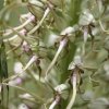 Himantoglossum hircinum, Lizard orchid. - 