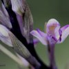 Violet limodore, Limodorum abortivum - 
