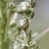 Lizard orchid buds-tongues just unfurling.. - 