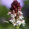 Orchis ustulata, Burnt-tip orchid. - 