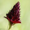 Nigritella gabasiana, Black vanilla orchid - 