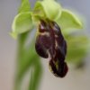 Ophrys fusca, Sombre bee orchid - 