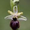 Early spider orchid, Ophrys sphegoides - 