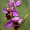 Sawfly orchid, Ophrys tenthredinifera - 