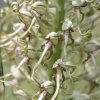 Lizard orchid, Himantoglossum hircinum - 