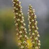 Aceras anthropophorum, Man orchid - 
