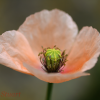 Long-headed poppy, Papaver dubium - 