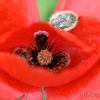 Beetles collecting pollen on a poppy - 