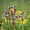 Tongue orchids, Serapias lingua - 