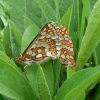 Marsh fritillaries, Euphydryas aurinia, mating - 