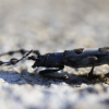 Coleoptera (Beetles)