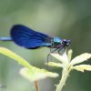 Calopteryx virgo, Beautiful demoiselle - 
