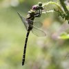 Golden-ringed dragonfly, Corduligaster boltonii - 