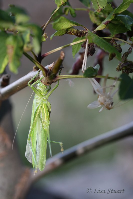 Great green bush cricket, Tettigonia viridissima - A newly-emerged female nymph