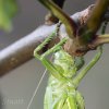 Orthoptera