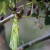 Great green bush cricket, Tettigonia viridissima - A newly-emerged female nymph