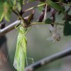 Orthoptera
