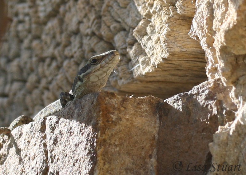Common wall lizard, Podarcis muralis - 