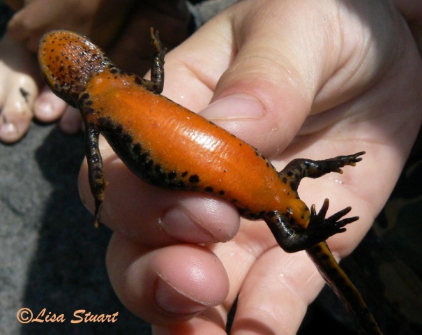 Alpine newt's orange belly