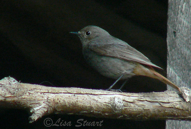 Female Black redstart, Phoenicurus ochruros - Spanish name - Colirrojo tizón