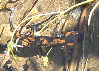 Fire salamander, Salamandra salamandra