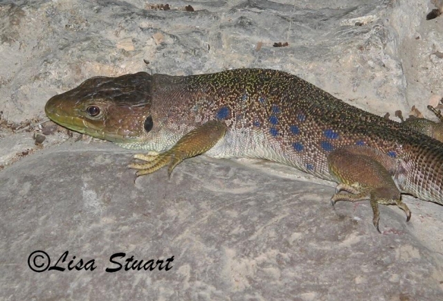 Ocellated lizard, Timon lepidus