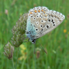 Lycaenidae