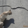 Aesculapian snake and cat
