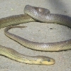 Reptiles