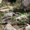 Alpine accentor, Prunella collaris - Spanish name - Acentor alpino