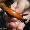 Amphibians