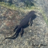 Amphibians