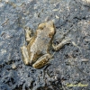 Common midwife toad, Alytes obstetricans